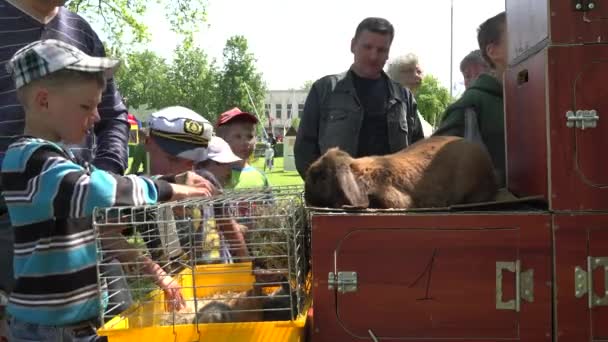 Burger kinderen genieten van landelijke konijnen dieren in kooien. 4k — Stockvideo