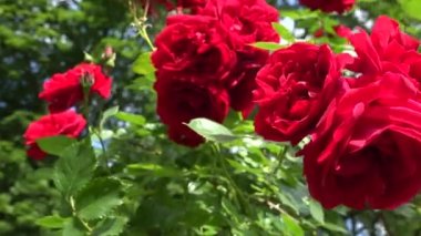 kırmızı gül çiçek bahçesinde. El atış. 4k