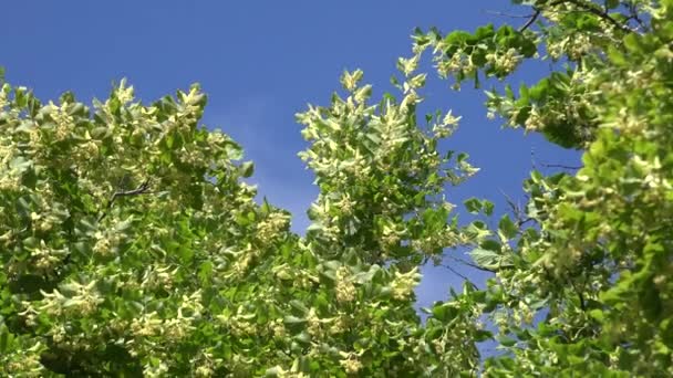 Zoom out of green linden tree branch in blue sky background. 4K — Stock Video