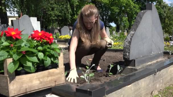 Femme triste plante des fleurs sur le père frère tombe dans le cimetière. 4K — Video