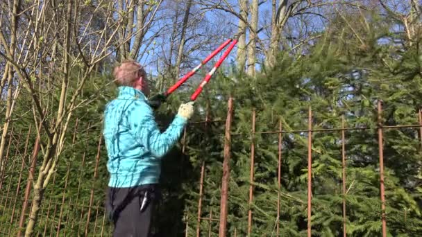 Jardinero hombre podar abeto cerca de setos con cortadoras rojas. 4K — Vídeos de Stock