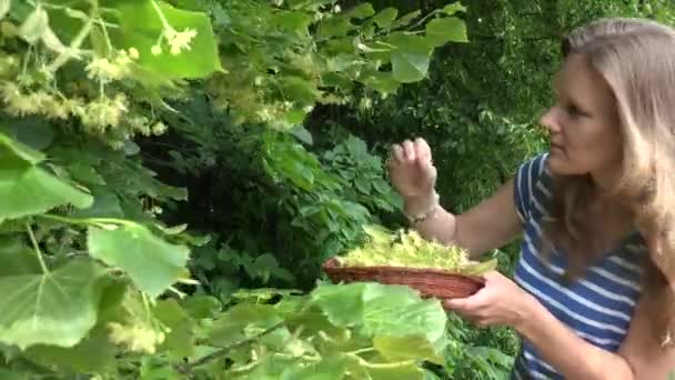 Zblízka žena vyskladnění čerstvého lipového květu v létě den parku. 4k — Stock video