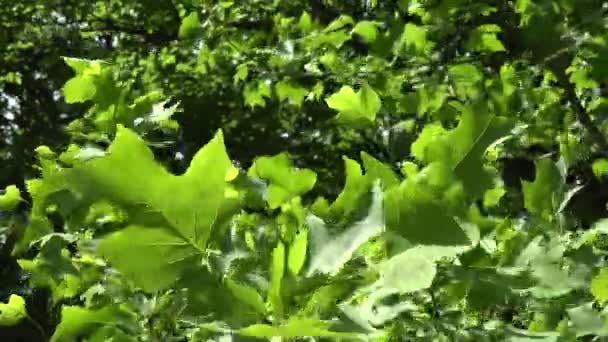 チューリップ木の枝の葉は、夏に風で移動します。4 k — ストック動画