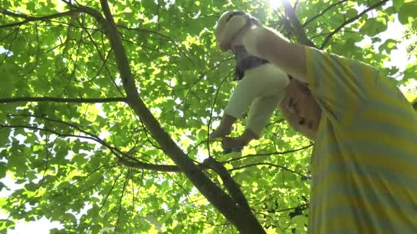 Papa a mis une petite fille sur son épaule et a montré des feuilles d'arbre. 4K — Video