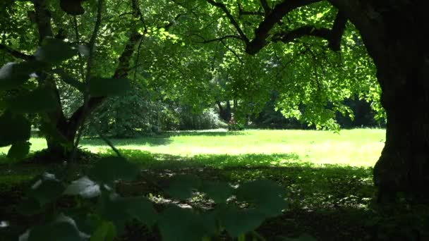 Trabalho jardineiro com cortador de grama no parque verde. 4K — Vídeo de Stock