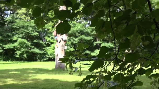Lindenzweig mit Blüten und alter Baumstamm mit Vogelhäusern. 4k — Stockvideo