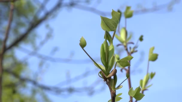 Tulip tree twig with small leaves and buds in spring time. 4K — Stock Video