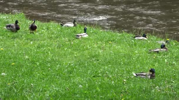 Nehir kıyısının yeşil çayır çimlerinde ördek kuşları. 4k — Stok video