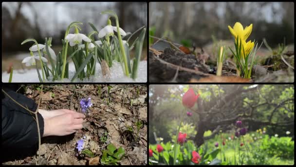 Snowdrop szafran fioletowy i tulipany kwiatów. Klipy kolaż — Wideo stockowe