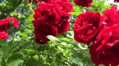 bahçede güzel taze kırmızı gül çiçek. 4k
