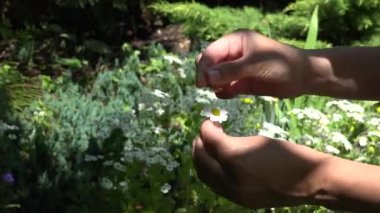 papatya ve çiçek çalı yaprakları çekerek kadın elleri rüzgarda hareket. 4k