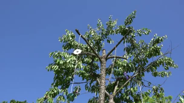 Třešňový strom s lesklými kotouči děsí ptáky v parku. 4k — Stock video