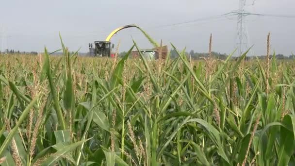 Cosechadora de maíz se combinan en el trabajo en el campo otoñal. 4K — Vídeo de stock