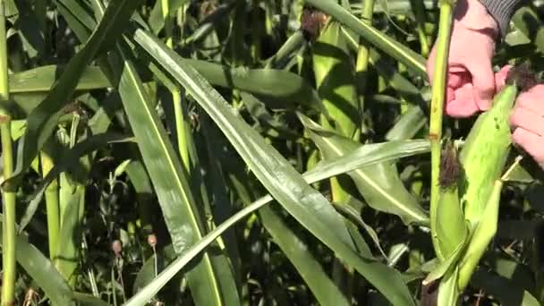 Comprobar a mano la maduración de la espiga de maíz en el campo. Trabajos estacionales de otoño. 4K — Vídeos de Stock