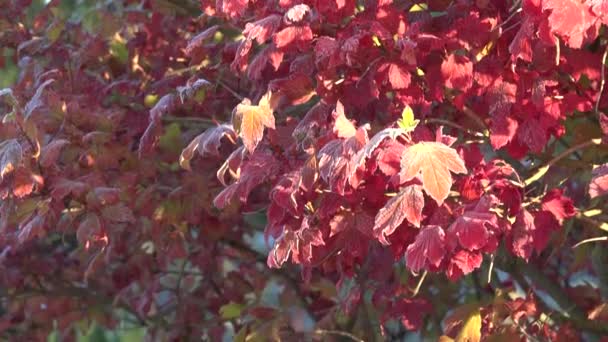 Inclinar el árbol esmerilado con hojas rojas en la mañana de otoño temprano. 4K — Vídeos de Stock