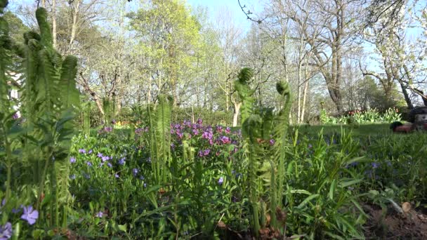 Jardinero cortando césped con cortador. Plantas de helecho y flores. 4K — Vídeo de stock