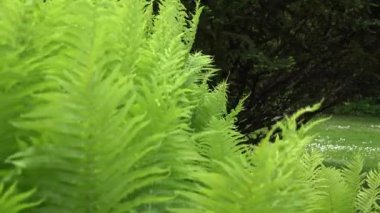 eğrelti otu bitki parkta rüzgar hareket bırakır. 4k