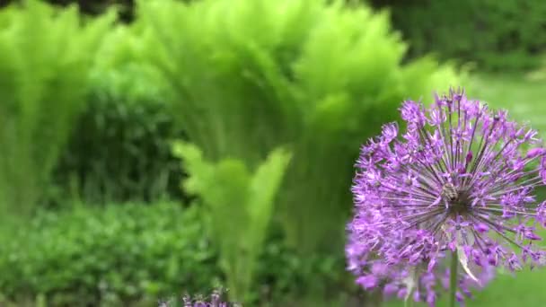 Flor de allium roxo com abelha reunir néctar. tiro de perto. 4K — Vídeo de Stock