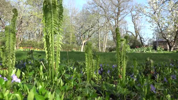 Ogrodnik pchania kosiarki tnącej. Roślina i kwiaty paproci. 4K — Wideo stockowe