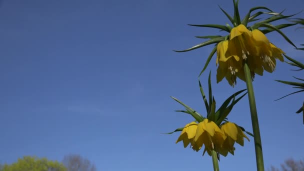 Fleur fritillaire jaune fleurit contre le ciel bleu du printemps. 4K — Video