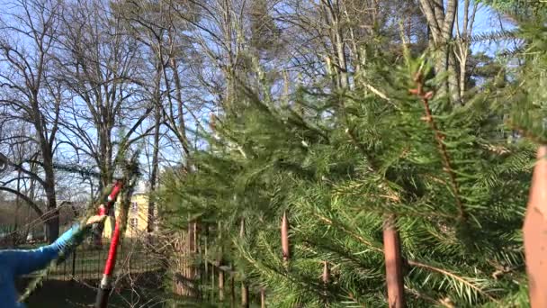 Woman pruning overgrown fir branch in garden. Seasonal work. 4K — ストック動画