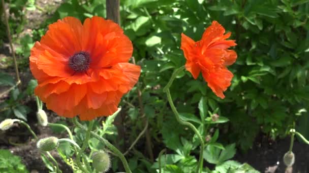 Flores decorativas de amapola se mueven en el viento y los insectos a pie. 4K — Vídeo de stock