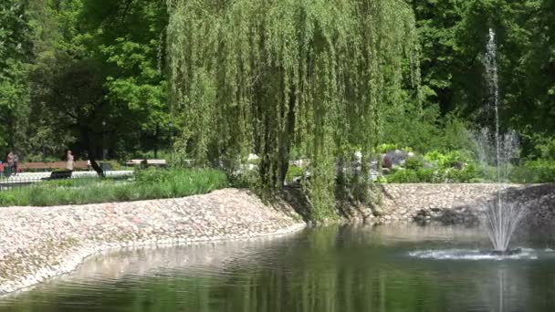 Large alder grow along pond with rippling fountain. 4K — Stock Video