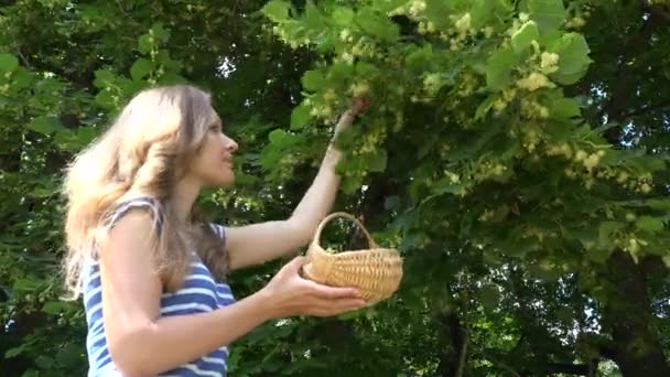 Female herbalist pick linden blooms herbs from tree branches. 4K — Stock Video