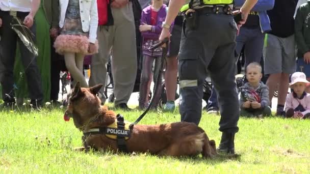 Perro policía pastor alemán en la formación en el parque verde. 4K — Vídeo de stock