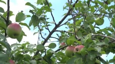 Kırmızı olgun elma meyve ağacı dalları rüzgar hareket. 4k