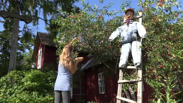 Beautiful villager woman gathering berries from cherry tree in garden. 4K — Stock Video