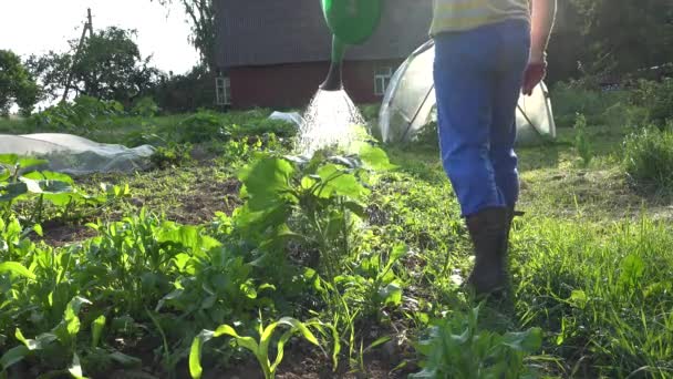 Der Bauer gießt Sonnenblumenpflanzen mit der Gießkanne vor der Sonne. 4k — Stockvideo