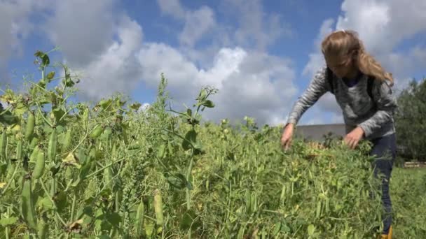 Giardiniere ragazza raccogliere baccelli di piselli maturi nel campo della fattoria. Cambiamento di concentrazione. 4K — Video Stock