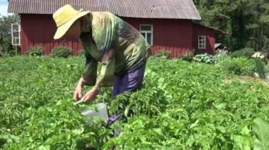 Büyükbüyük kadın patates bitkilerden colorado böceği larva almak. 4k