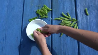 Mavi ahşap masa üzerinde beyaz çanak kız elleri kabuk pod yeşil bezelye. 4k