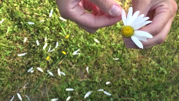 Vrouw handen afgescheurd daisy bloemblaadjes. Hij houdt van mij of niet. 4k — Stockvideo
