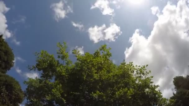 Oak tree leafage leaves move in wind on blue sky background. 4K — Stock Video