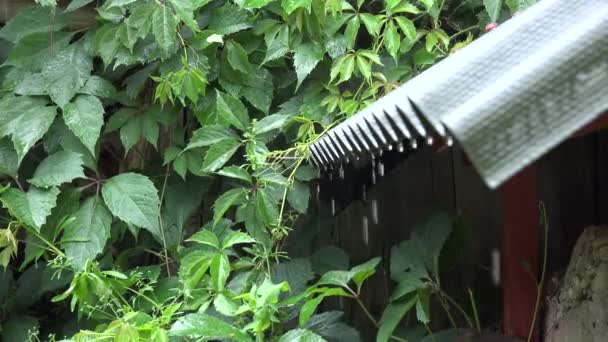 Goteo de agua de lluvia pesada del borde superior del techo y hojas de plantas enredaderas. 4K — Vídeo de stock