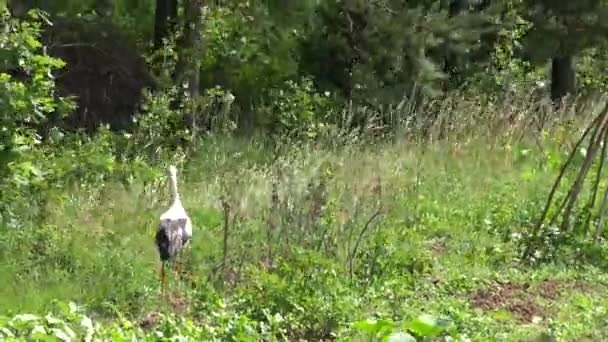 Белый аист (Ciconia ciconia) прогуливается возле леса в поисках пищи. 4K — стоковое видео
