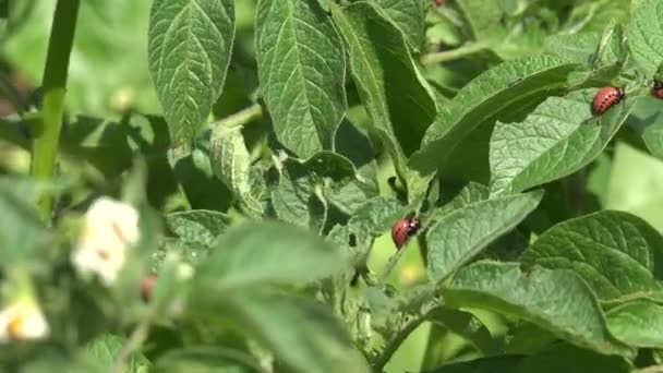 A larva de besouro de batata de Colorado come folhas verdes de fábricas de batatas. 4K — Vídeo de Stock