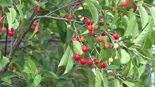 Épouvantail fait à la main dans un arbre joyeux près d'une maison rurale. 4K — Video