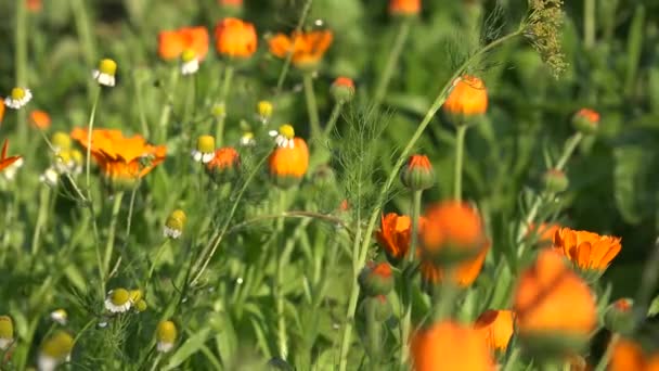 As ervas calêndula e as flores de camomila crescem no jardim de casa de fazenda rural. 4K — Vídeo de Stock