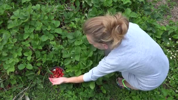 Peasant woman girl harvest ripe strawberries in farm plantation. 4K — Stock Video