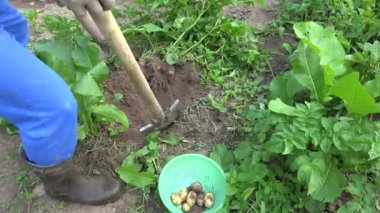 Erkek çiftçi çiftlik plantasyonunda plastik çanak taze patates hasat. 4k