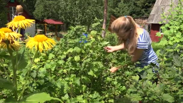 Boer vrouw plukken verse biologische Zwarte bessen uit Bush in de tuin. 4k — Stockvideo