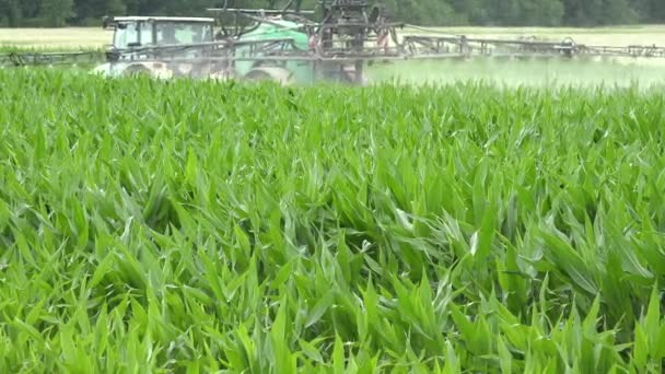 Tracteur pulvériser des plantes de maïs de champ avec des produits chimiques en été. 4K 