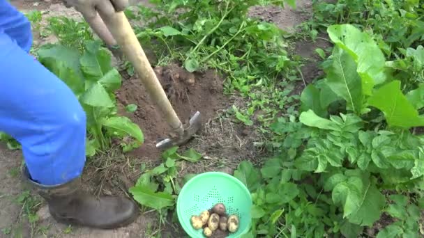 Hombre agricultor cosecha patatas frescas a plato de plástico en la plantación de la granja. 4K — Vídeo de stock