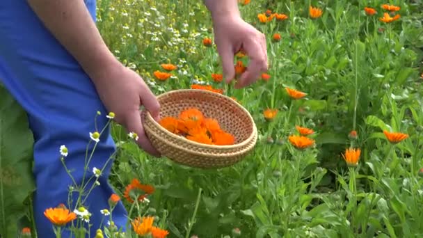 Herbalist man handen oogst Goudsbloem Calendula kruid bloeit tot schotel. 4k — Stockvideo