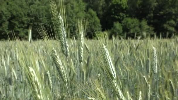 Zbliżenie się uszy zbóż poruszać się w wiatr w dziedzinie rolnictwa w pobliżu lasu. 4K — Wideo stockowe