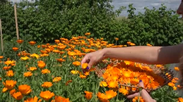 Blond gardener woman harvest marigold herb flower bloom to wicker dish. 4K — Stock Video